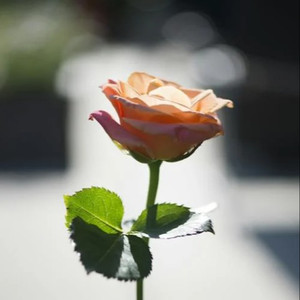 大棚女裸体舞视频大全
